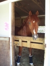 He is in good spirits and always interested in what is going on outside of his stall.