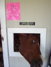 The pink signs are what we put up for the two days following his chemo, so nobody touches him without gloves.  He was begging for someone to pet him in this picture.