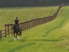 Cindy and Utrillo at Plumstead Farm in Kennett Square, PA...