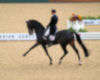 USA's Steffan Peters and Ravel