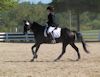 Amanda Stewart - 2013 USDF Region 3 Dressage Championships<br />Image 14 of 29