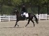 Amanda Stewart - 2013 USDF Region 3 Dressage Championships<br />Image 15 of 29