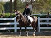 Amanda Stewart - 2013 USDF Region 3 Dressage Championships<br />Image 24 of 29