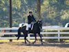 Amanda Stewart - 2013 USDF Region 3 Dressage Championships<br />Image 28 of 29