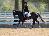 Amanda Stewart - 2013 USDF Region 3 Dressage Championships<br />Image 29 of 29