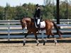 Beth Godwin and Caymus - 2013 USDF Region 3 Dressage Championships<br />Image 2 of 31