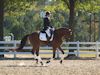 Beth Godwin and Caymus - 2013 USDF Region 3 Dressage Championships<br />Image 4 of 31