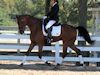 Beth Godwin and Caymus - 2013 USDF Region 3 Dressage Championships<br />Image 7 of 31