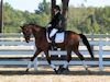 Beth Godwin and Caymus - 2013 USDF Region 3 Dressage Championships<br />Image 8 of 31