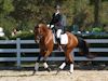 Beth Godwin and Caymus - 2013 USDF Region 3 Dressage Championships<br />Image 9 of 31