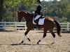 Beth Godwin and Caymus - 2013 USDF Region 3 Dressage Championships<br />Image 10 of 31