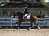 Beth Godwin and Caymus - 2013 USDF Region 3 Dressage Championships<br />Image 11 of 31