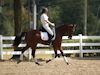 Beth Godwin and Caymus - 2013 USDF Region 3 Dressage Championships<br />Image 26 of 31