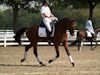 Beth Godwin and Caymus - 2013 USDF Region 3 Dressage Championships<br />Image 28 of 31