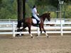 Beth Godwin and Caymus - 2013 USDF Region 3 Dressage Championships<br />Image 29 of 31