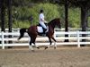 Beth Godwin and Caymus - 2013 USDF Region 3 Dressage Championships<br />Image 30 of 31