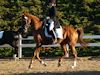 Chelsea Akavickas and Made You Look - 2013 USDF Region 3 Dressage Championships<br />Image 16 of 16