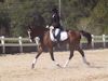 Cindy Carpenter and Utrillo - 2013 USDF Region 3 Dressage Championships<br />Image 4 of 27