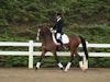 Cindy Carpenter and Utrillo - 2013 USDF Region 3 Dressage Championships<br />Image 9 of 27