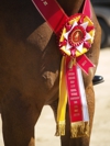 Cindy Carpenter and Utrillo - 2013 USDF Region 3 Dressage Championships<br />Image 14 of 27