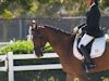 Cindy Carpenter and Utrillo - 2013 USDF Region 3 Dressage Championships<br />Image 24 of 27