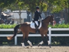 Cindy Carpenter and Utrillo - 2013 USDF Region 3 Dressage Championships<br />Image 26 of 27