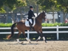 Cindy Carpenter and Utrillo - 2013 USDF Region 3 Dressage Championships<br />Image 27 of 27