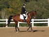 Kimmie Taylor and Wassail - 2013 USDF Region 3 Dressage Championships<br />Image 5 of 25