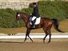 Kimmie Taylor and Wassail - 2013 USDF Region 3 Dressage Championships<br />Image 13 of 25