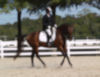 Kimmie Taylor and Wassail - 2013 USDF Region 3 Dressage Championships<br />Image 22 of 25