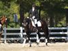 Melissa McDonald and Prism - 2013 USDF Region 3 Dressage Championships<br />Image 1 of 12