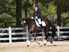 Melissa McDonald and Prism - 2013 USDF Region 3 Dressage Championships<br />Image 3 of 12