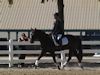 Susan von Hoene and Levi - 2013 USDF Region 3 Dressage Championships<br />Image 10 of 18