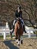 Beth Godwin and Caymus - 2013 US Dressage National Finals<br />Image 2 of 22