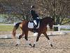 Beth Godwin and Caymus - 2013 US Dressage National Finals<br />Image 8 of 22