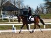 Beth Godwin and Caymus - 2013 US Dressage National Finals<br />Image 14 of 22