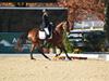 Beth Godwin and Caymus - 2013 US Dressage National Finals<br />Image 18 of 22