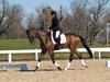 Cindy Carpenter and Utrillo - 2013 US Dressage National Finals<br />Image 1 of 28