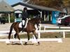 Cindy Carpenter and Utrillo - 2013 US Dressage National Finals<br />Image 2 of 28