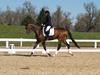 Cindy Carpenter and Utrillo - 2013 US Dressage National Finals<br />Image 3 of 28