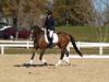 Cindy Carpenter and Utrillo - 2013 US Dressage National Finals<br />Image 4 of 28