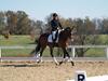 Cindy Carpenter and Utrillo - 2013 US Dressage National Finals<br />Image 6 of 28