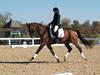 Cindy Carpenter and Utrillo - 2013 US Dressage National Finals<br />Image 7 of 28