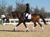 Cindy Carpenter and Utrillo - 2013 US Dressage National Finals<br />Image 8 of 28