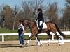 Cindy Carpenter and Utrillo - 2013 US Dressage National Finals<br />Image 9 of 28