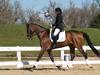 Cindy Carpenter and Utrillo - 2013 US Dressage National Finals<br />Image 10 of 28