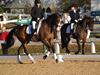 Cindy Carpenter and Utrillo - 2013 US Dressage National Finals<br />Image 13 of 28