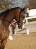 Cindy Carpenter's Utrillo - 2013 US Dressage National Finals<br />Image 16 of 28