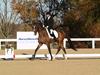 Cindy Carpenter and Utrillo - 2013 US Dressage National Finals<br />Image 20 of 28