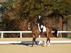 Cindy Carpenter and Utrillo - 2013 US Dressage National Finals<br />Image 24 of 28